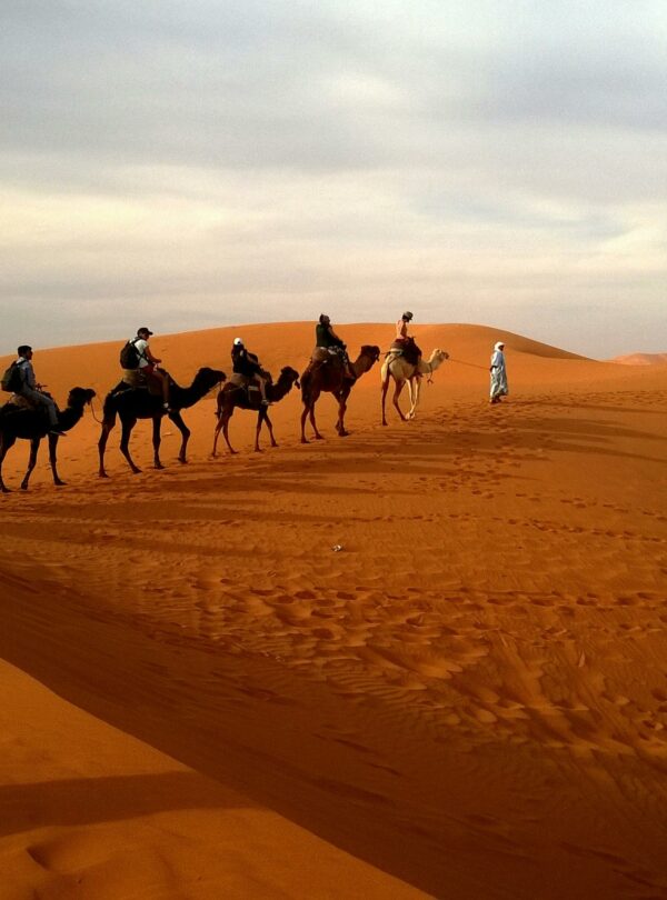 Camel trekking through the golden dunes of the Sahara Desert