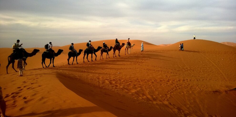 Camel trekking through the golden dunes of the Sahara Desert