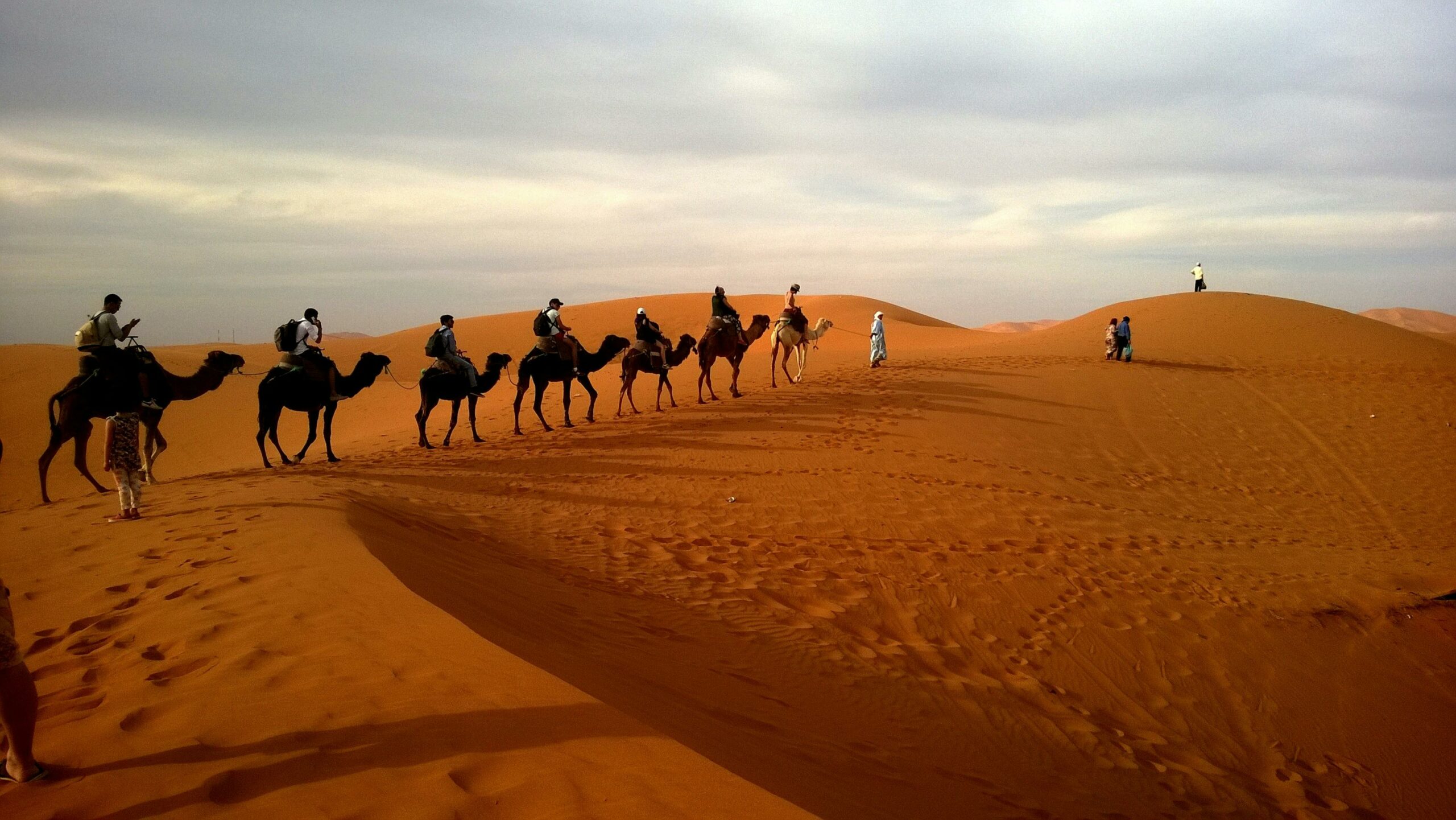 Camel trekking through the golden dunes of the Sahara Desert